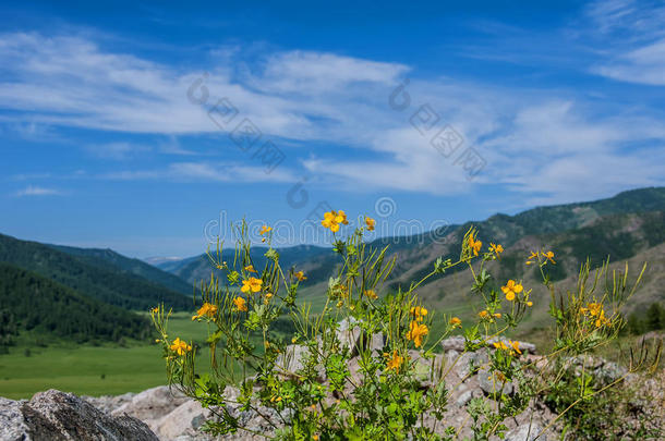 花<strong>黄山</strong>背景