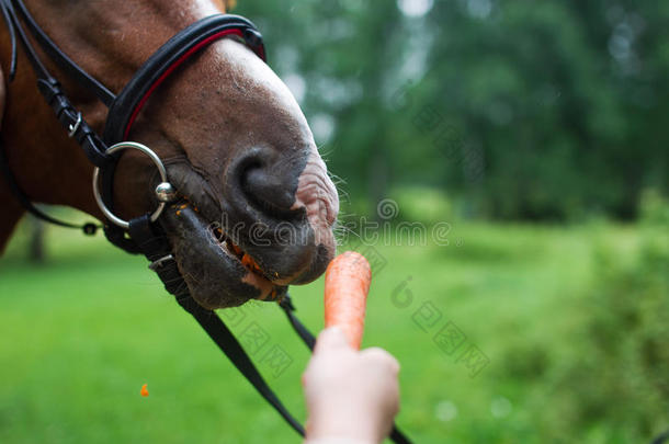 从母马手中得到胡萝卜的马