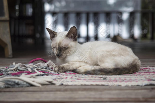 泰国猫在地毯上放松