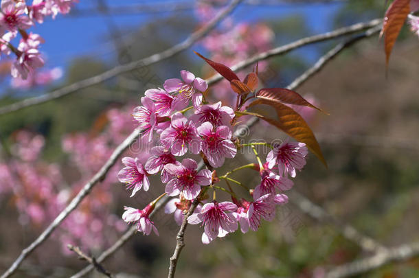 美丽的<strong>樱花</strong>，<strong>粉</strong>红色的<strong>樱花</strong>