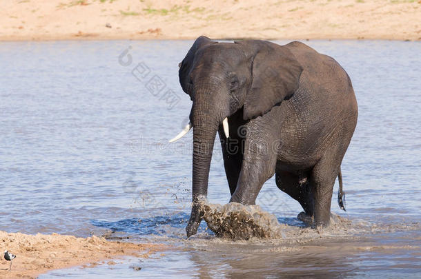 大象在水中散步，喝一杯，在热的d上降温