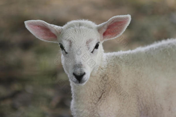 春天的羔羊凝视着镜头。