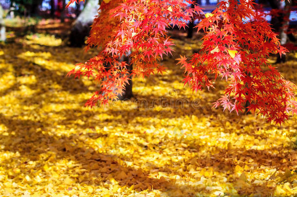 日本关西京都依光寺的秋色