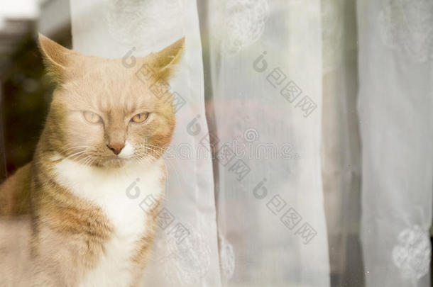 <strong>姜黄色</strong>的猫看着窗外