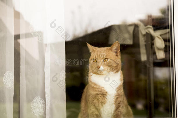 <strong>姜黄色</strong>的猫看着窗外