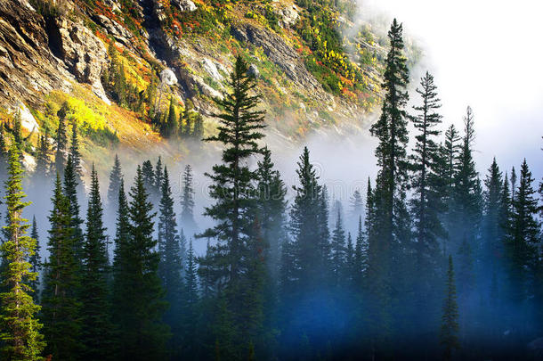 雾和崎岖山腰上的松树