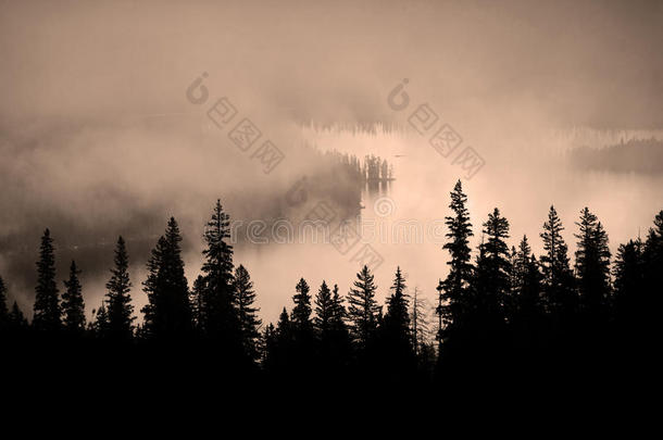 雾和崎岖<strong>山腰</strong>上的松树