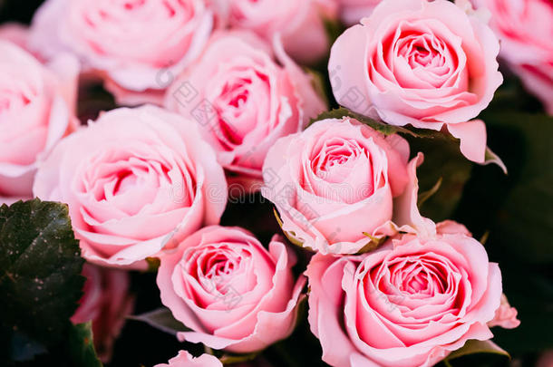 背景美丽的粉红色玫瑰。色调即时照片
