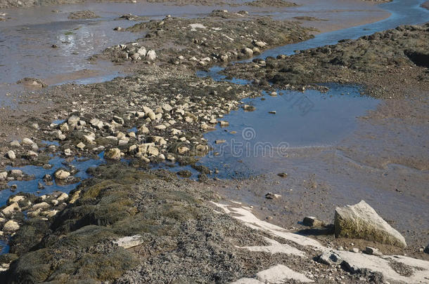 河口低潮露出厚厚的淤泥、海藻和藤壶