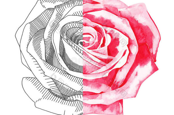 素描水墨玫瑰