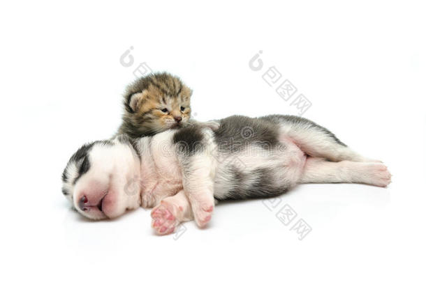 小猫和小狗睡在白色的背景上