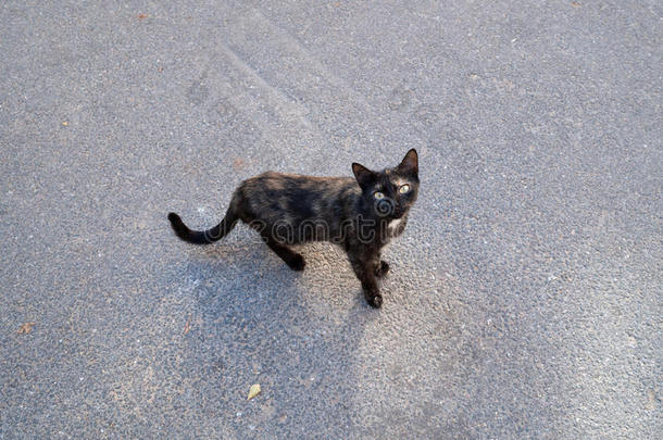 黑红相间的流浪猫站在柏油路上