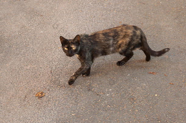 黑红相间的流浪猫走在柏油路上