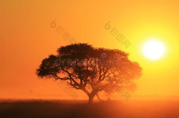 日落和谐-自然纹理和背景-<strong>生命之树</strong>