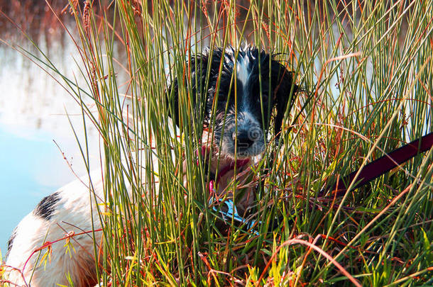 黑白色可卡犬小狗，躲在湖边的长草丛里