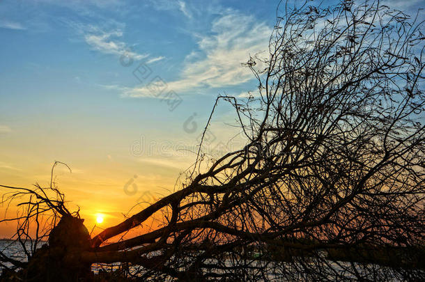 令人惊异的树干在剪影，<strong>夕阳夏日</strong>