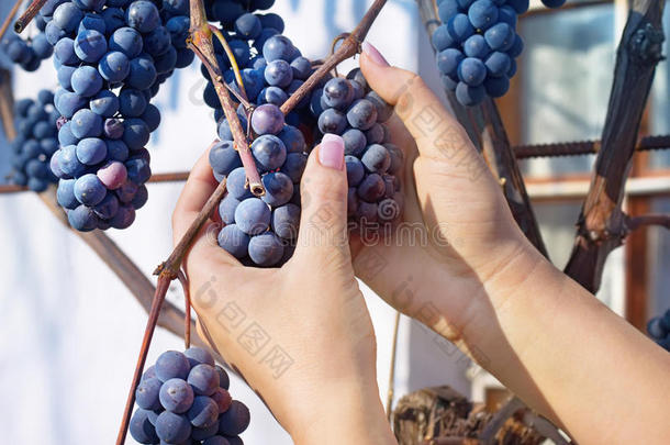 女人的手正在摘下一串葡萄
