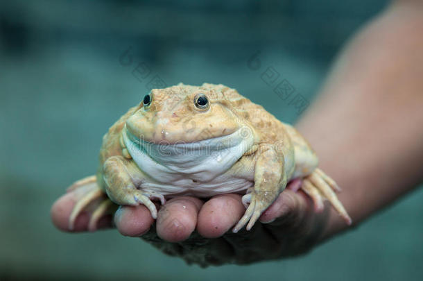 一只手抓青蛙