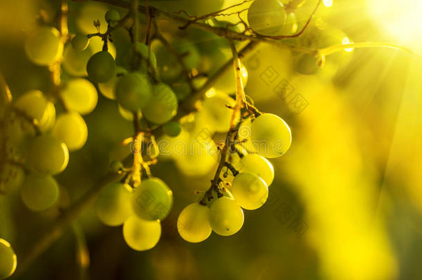 葡萄藤上成熟的葡萄，明亮的阳光透过<strong>绿荫</strong>照耀