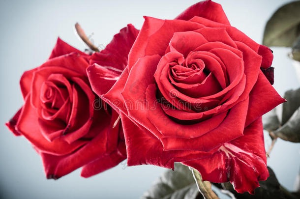 一束盛开的红玫瑰花