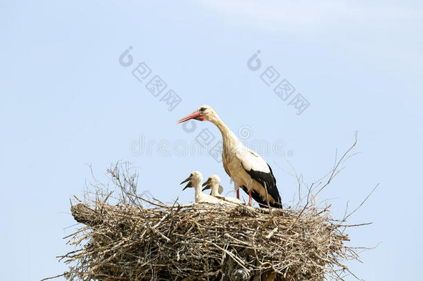 白鹳在巢里喂她的宝宝