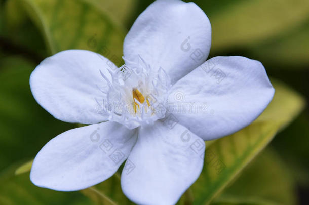 单瓣白花