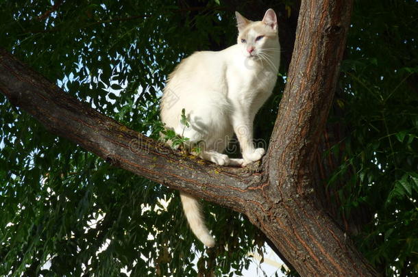 树上的白猫。