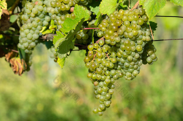 阳光明媚的葡萄园里成熟的葡萄