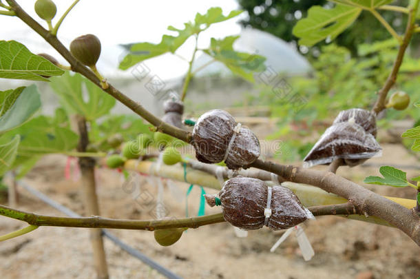 树枝在整形、植树<strong>造林</strong>是农业技术