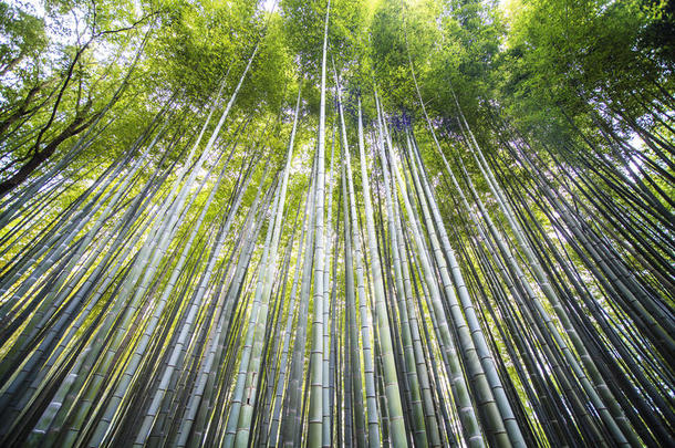 日本京都-荒山翠竹林