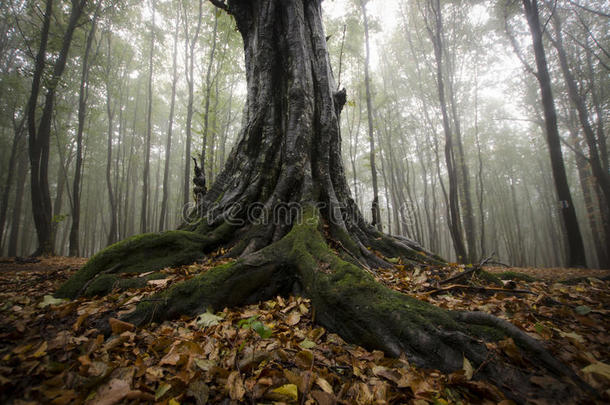 雾林中的树根很大的树