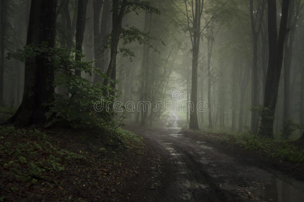 神秘雾林中的路