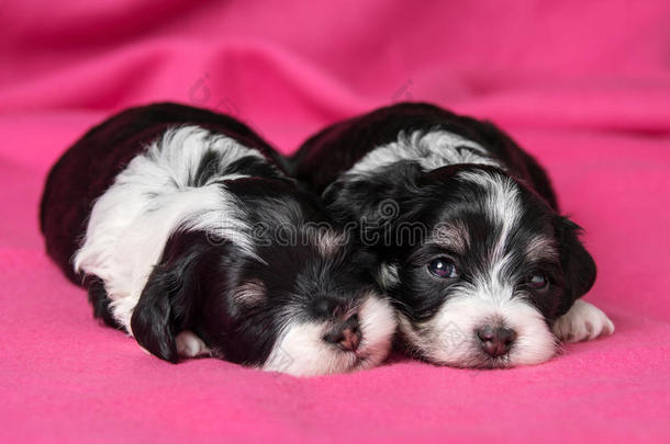 两只可爱的躺着的哈瓦那小狗躺在粉红色的<strong>床单</strong>上