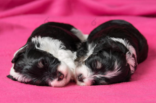 两只可爱的哈瓦那小狗睡在粉红色的床单上