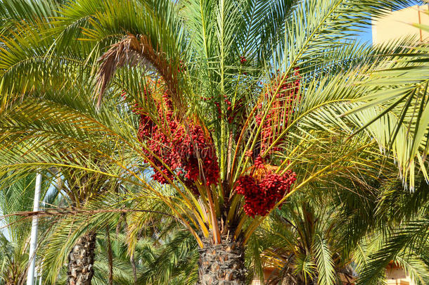 枣树，棕榈-不寻常的红枣