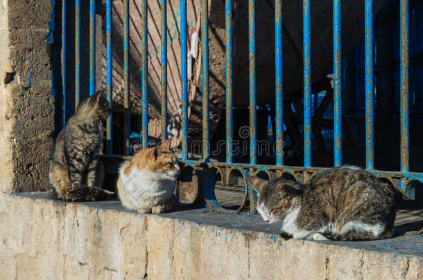 三只猫坐在墙上晒太阳