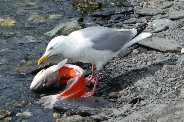 吃阿拉斯加鲑鱼的海鸥