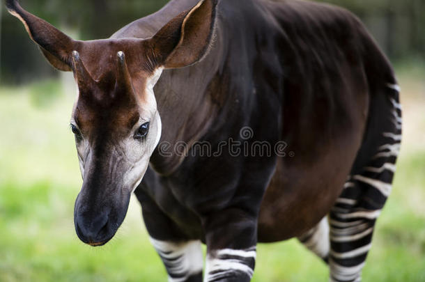 被称为森林长颈鹿或斑马长颈鹿的okapi