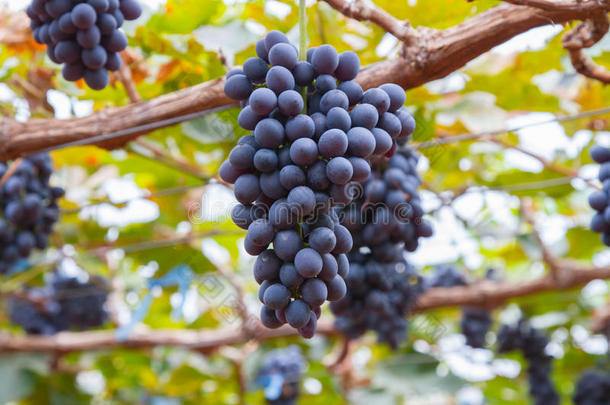 葡萄藤上有几串成熟的葡萄