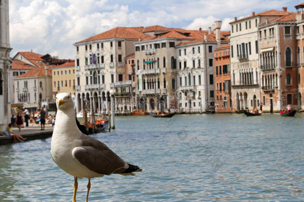威尼斯大运河沿岸的海鸥和美丽的威尼斯宫殿