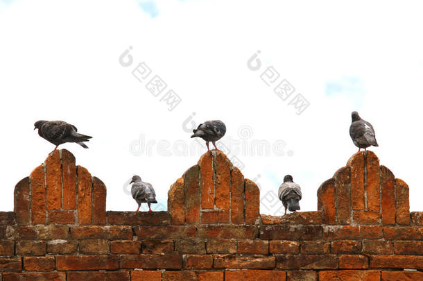 城堡城墙尖顶上的鸽子