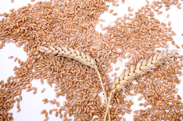 小麦和谷类作物穗。白底小麦。小麦穗-特写图片