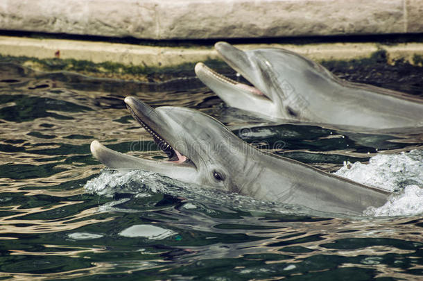 两只宽吻海豚在水中