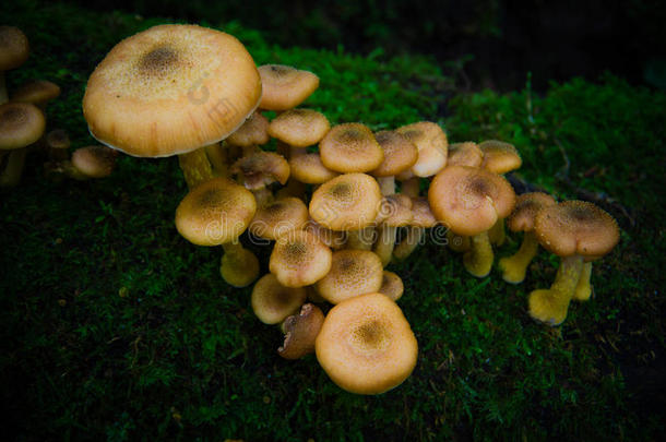 生长在峡谷中的野生蘑菇。