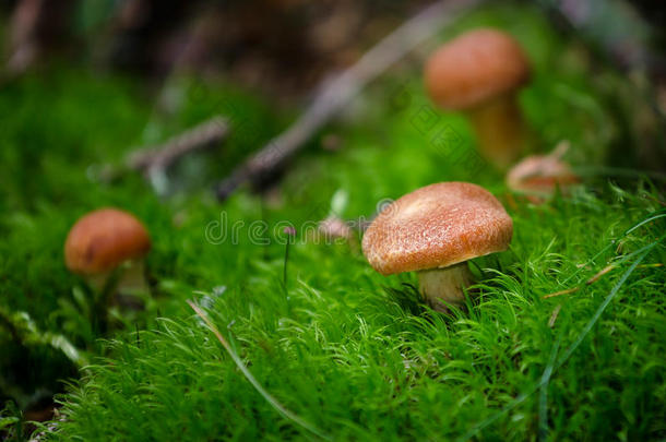 苔藓小蘑菇