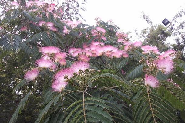 金合欢树（拉丁名：albizia julibrissin durazz）