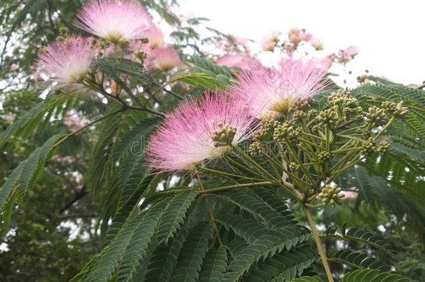 金合欢树（拉丁名：albizia julibrissin durazz）