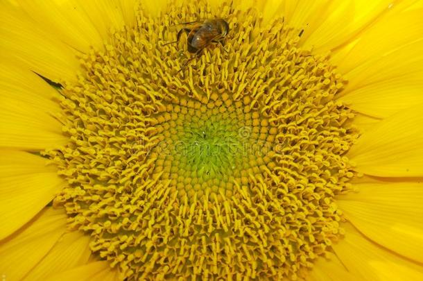 勤劳的蜜蜂和向日葵