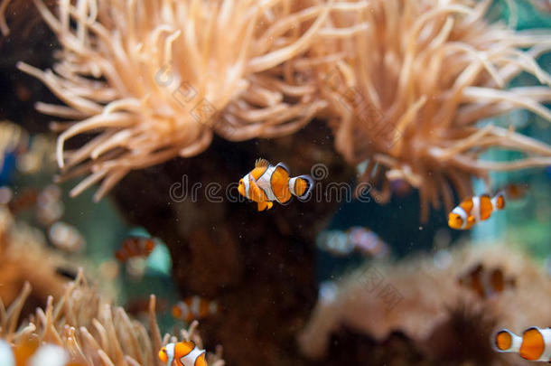 海洋生物-小丑鱼