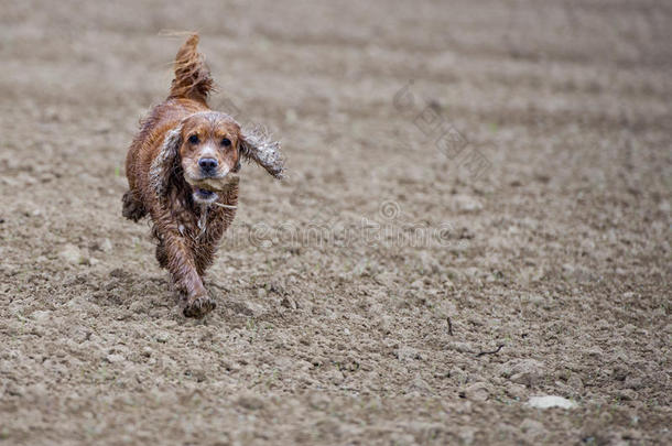 快乐狗英国可卡猎犬向你跑来